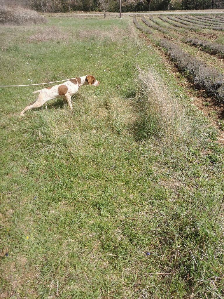 Unelle de l'etang du vert