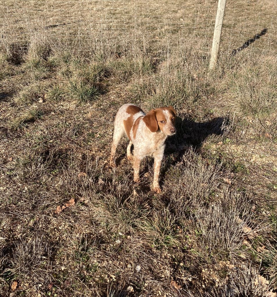 Tootsie de l'etang du vert