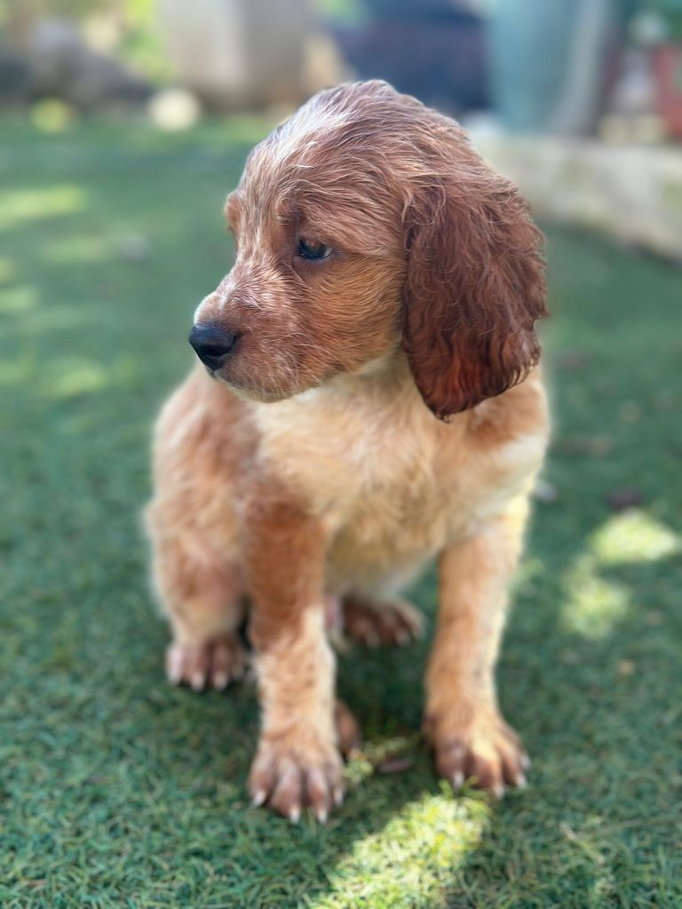 de l'etang du vert - Chiot disponible  - Epagneul Breton