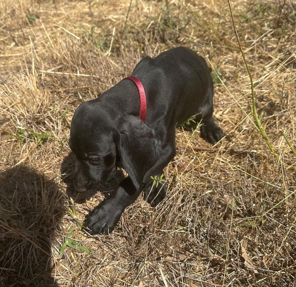 de l'etang du vert - Chiot disponible  - Braque allemand à poil court