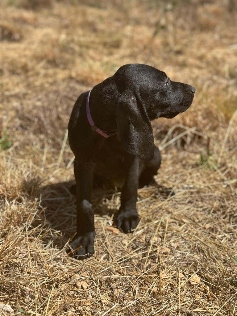 de l'etang du vert - Chiot disponible  - Braque allemand à poil court