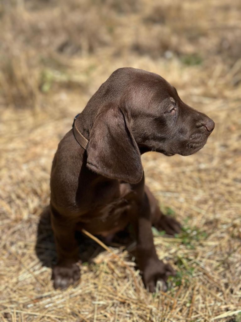 de l'etang du vert - Chiot disponible  - Braque allemand à poil court