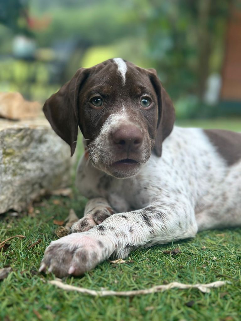 de l'etang du vert - Chiot disponible  - Braque français, type Pyrenees (petite taille)