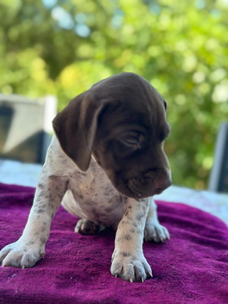 de l'etang du vert - Chiot disponible  - Braque français, type Pyrenees (petite taille)