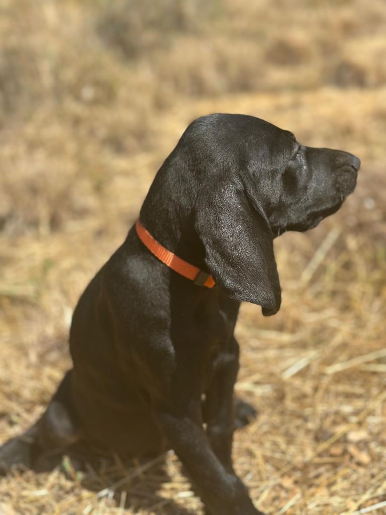 de l'etang du vert - Chiot disponible  - Braque allemand à poil court