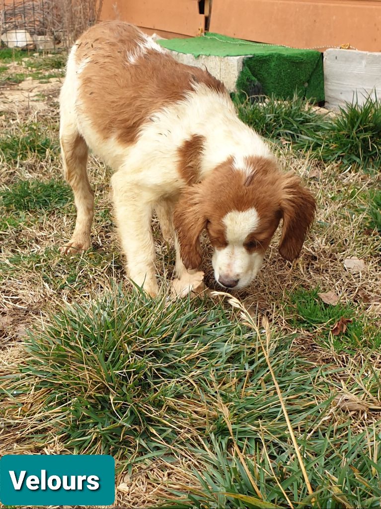 de l'etang du vert - Chiot disponible  - Epagneul Breton