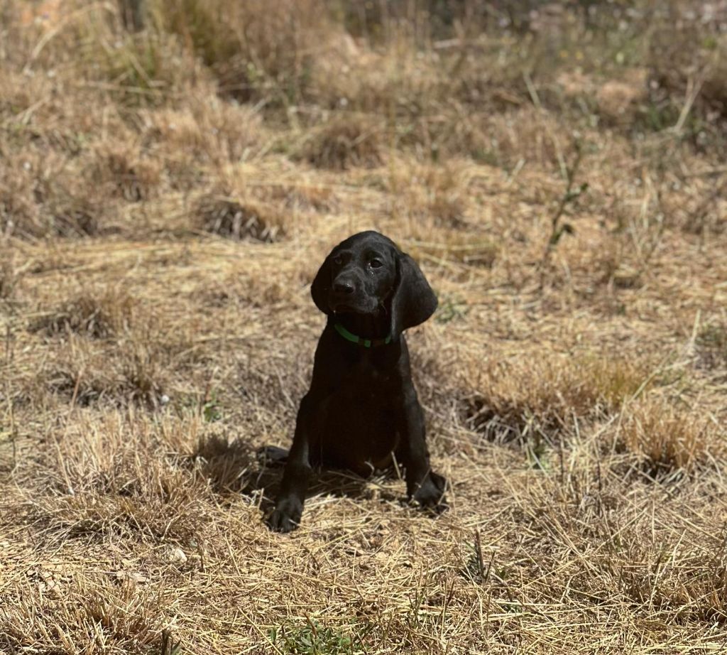 de l'etang du vert - Chiot disponible  - Braque allemand à poil court