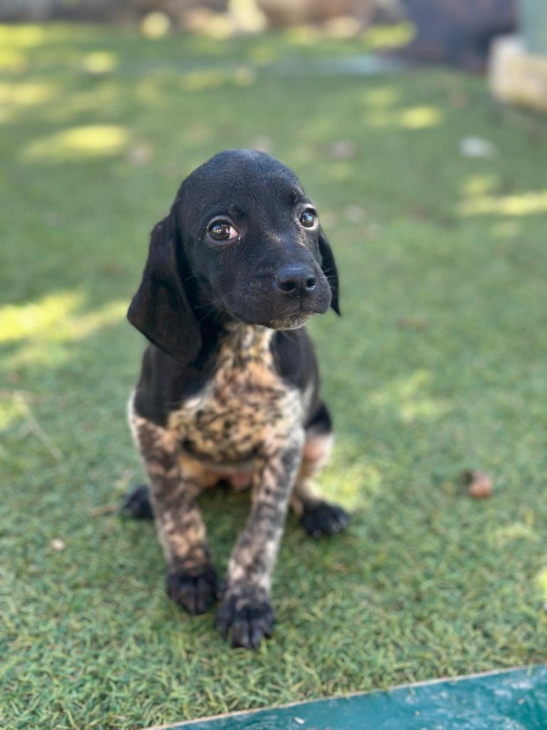 de l'etang du vert - Chiot disponible  - Epagneul Breton