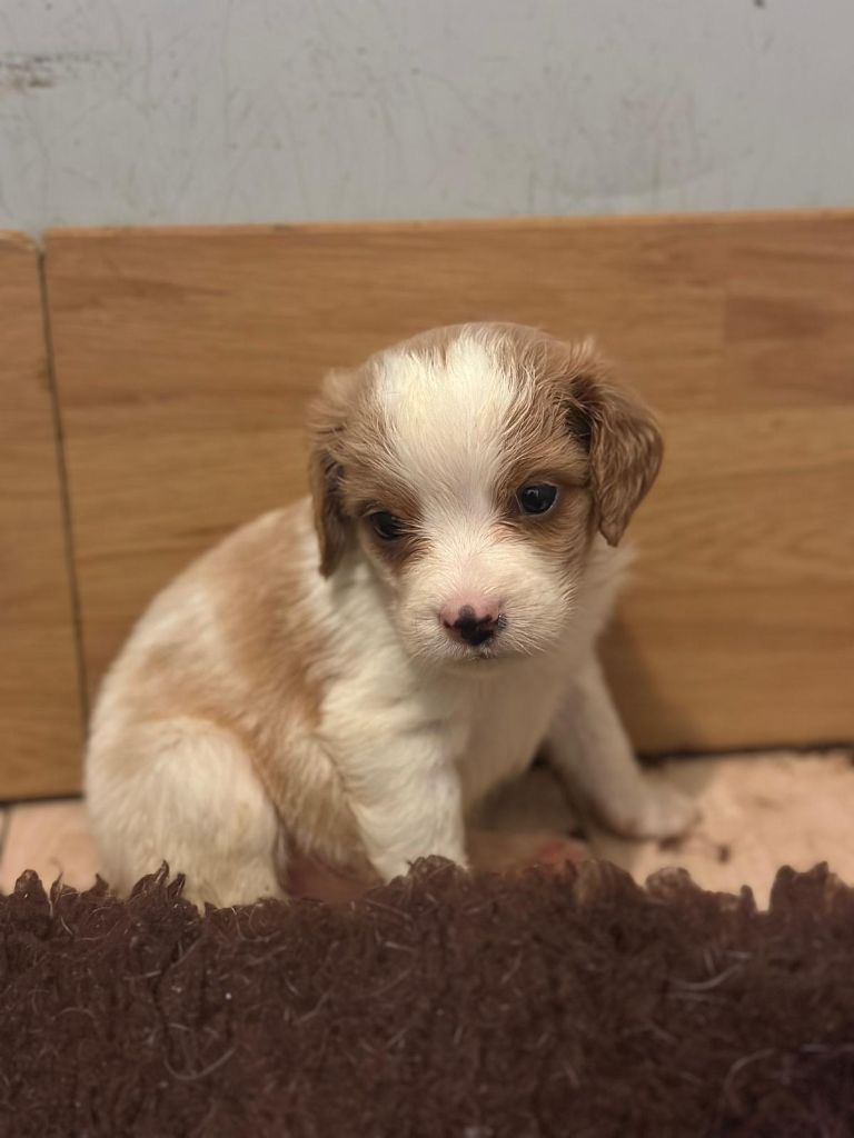 de l'etang du vert - Chiot disponible  - Epagneul Breton