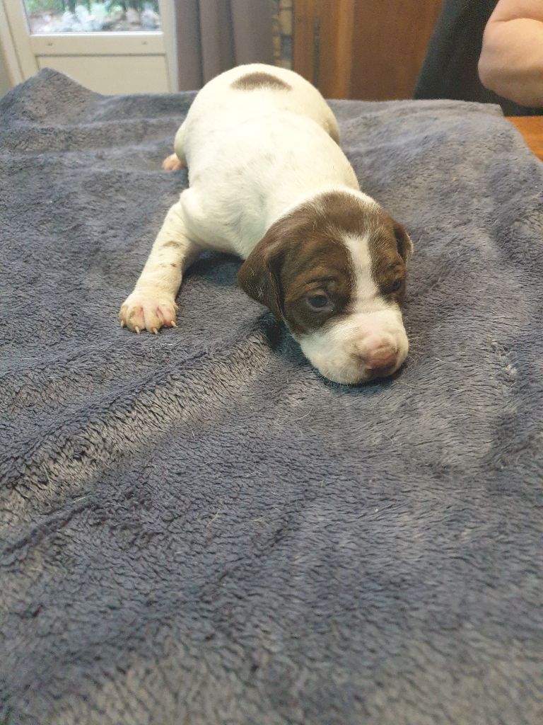 de l'etang du vert - Chiot disponible  - Braque français, type Pyrenees (petite taille)