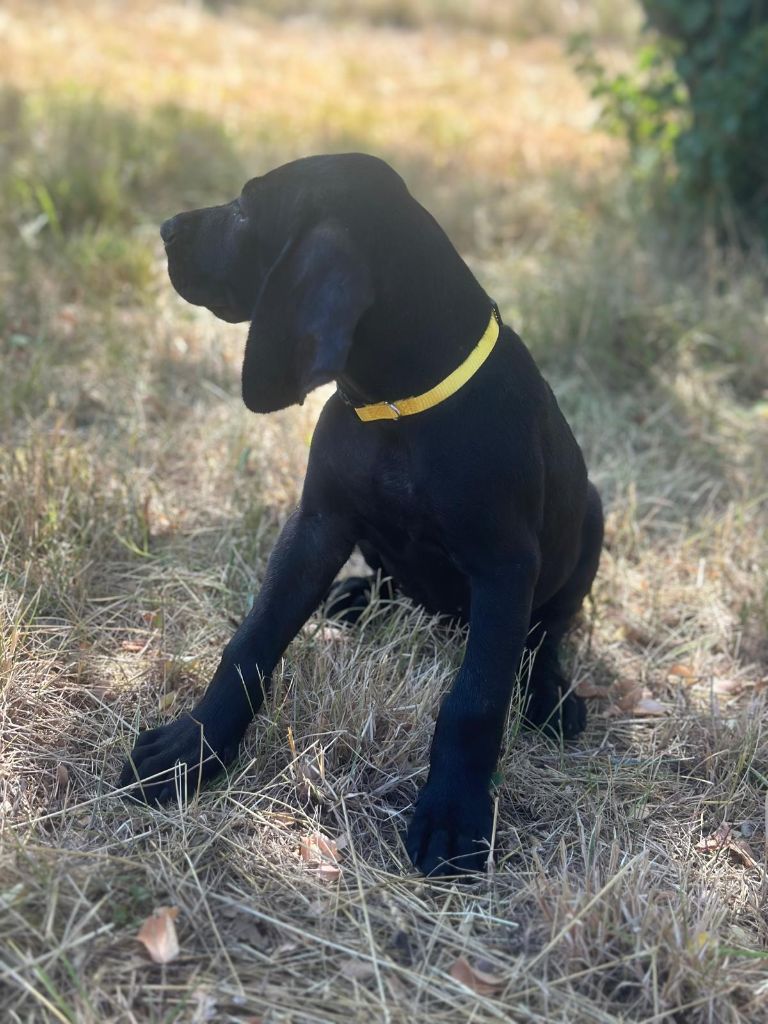 de l'etang du vert - Chiot disponible  - Braque allemand à poil court