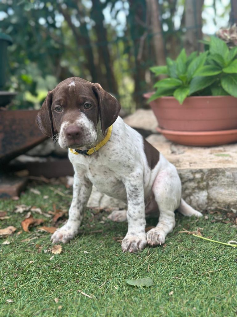 de l'etang du vert - Chiot disponible  - Braque français, type Pyrenees (petite taille)