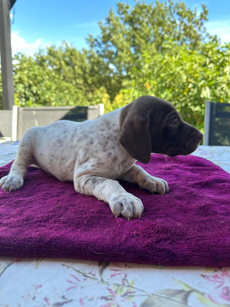 de l'etang du vert - Chiot disponible  - Braque français, type Pyrenees (petite taille)