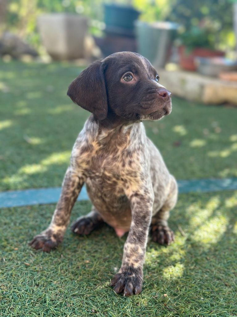 de l'etang du vert - Chiot disponible  - Epagneul Breton