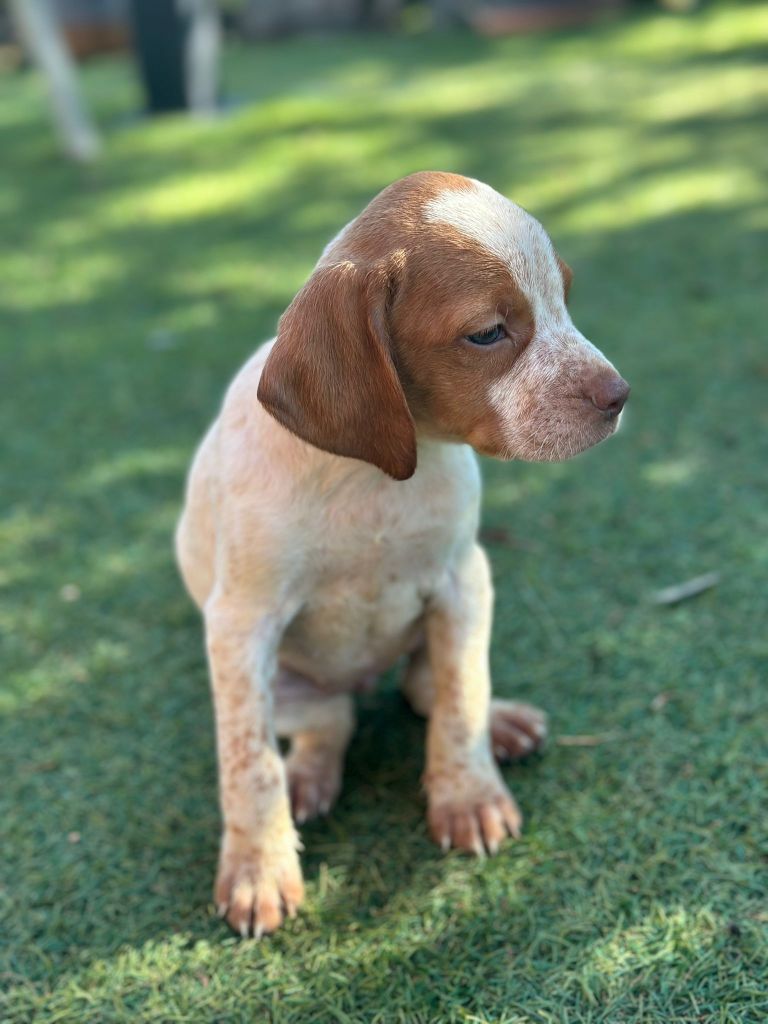 de l'etang du vert - Chiot disponible  - Epagneul Breton