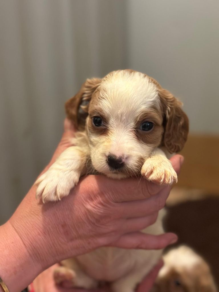 de l'etang du vert - Chiot disponible  - Epagneul Breton