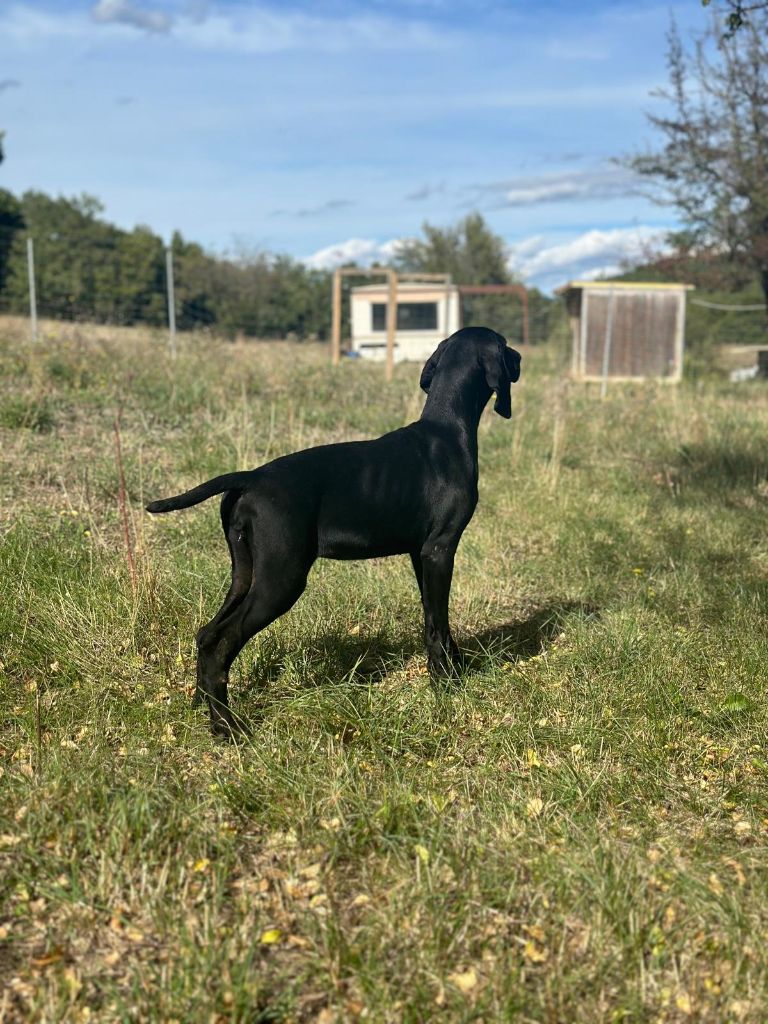 de l'etang du vert - Chiot disponible  - Braque allemand à poil court