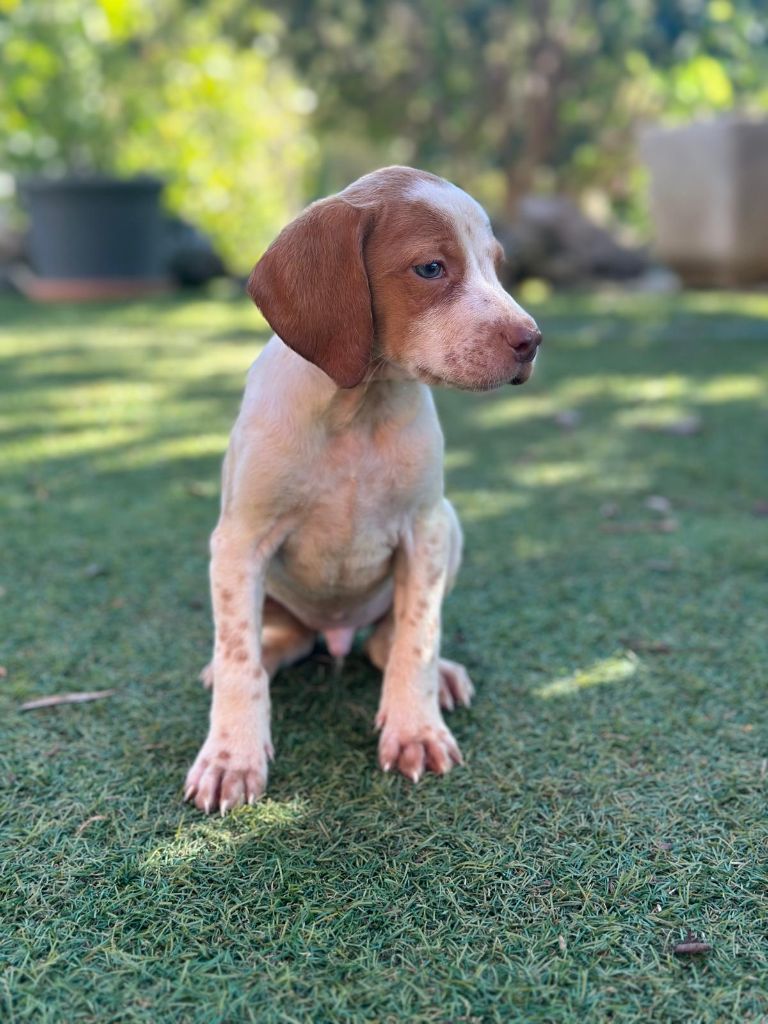 de l'etang du vert - Chiot disponible  - Epagneul Breton