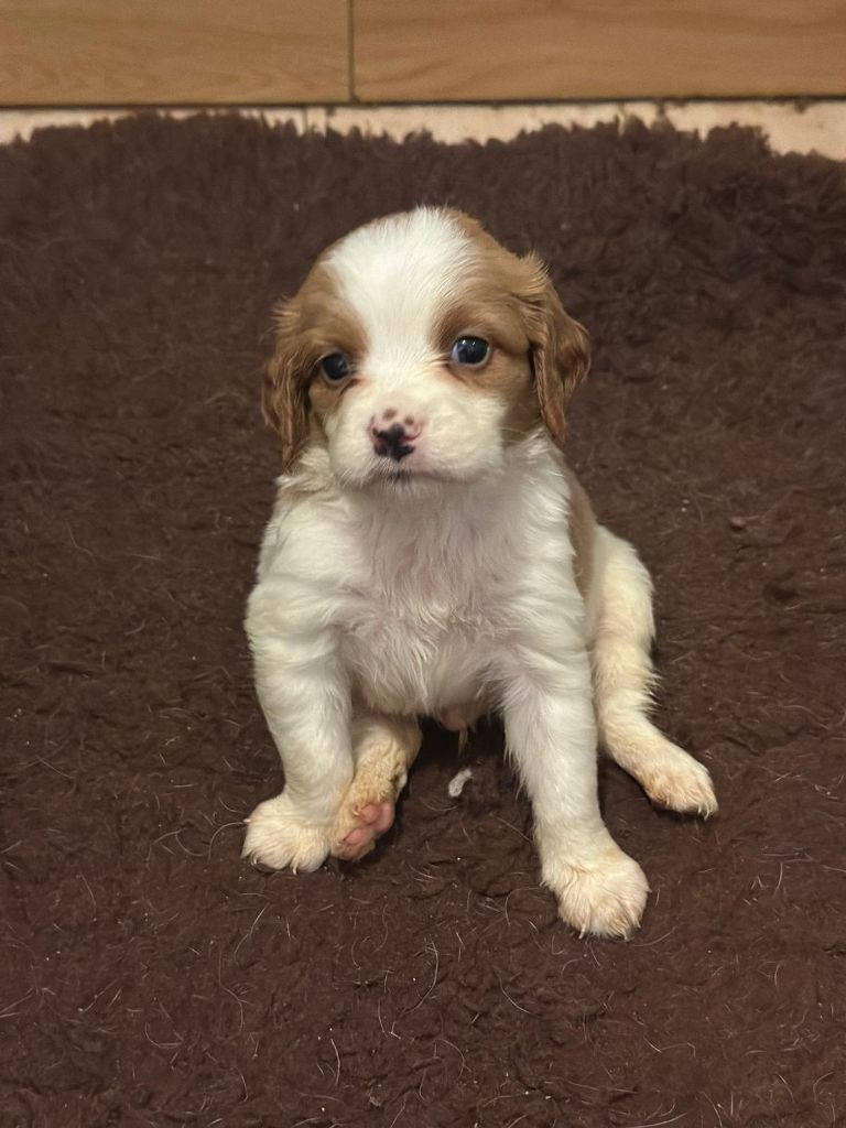 de l'etang du vert - Chiot disponible  - Epagneul Breton