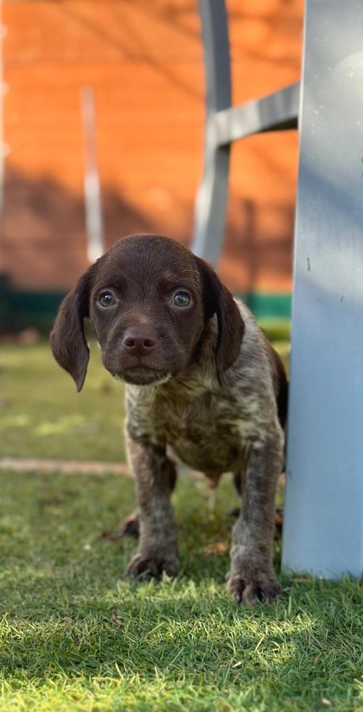 de l'etang du vert - Chiot disponible  - Epagneul Breton