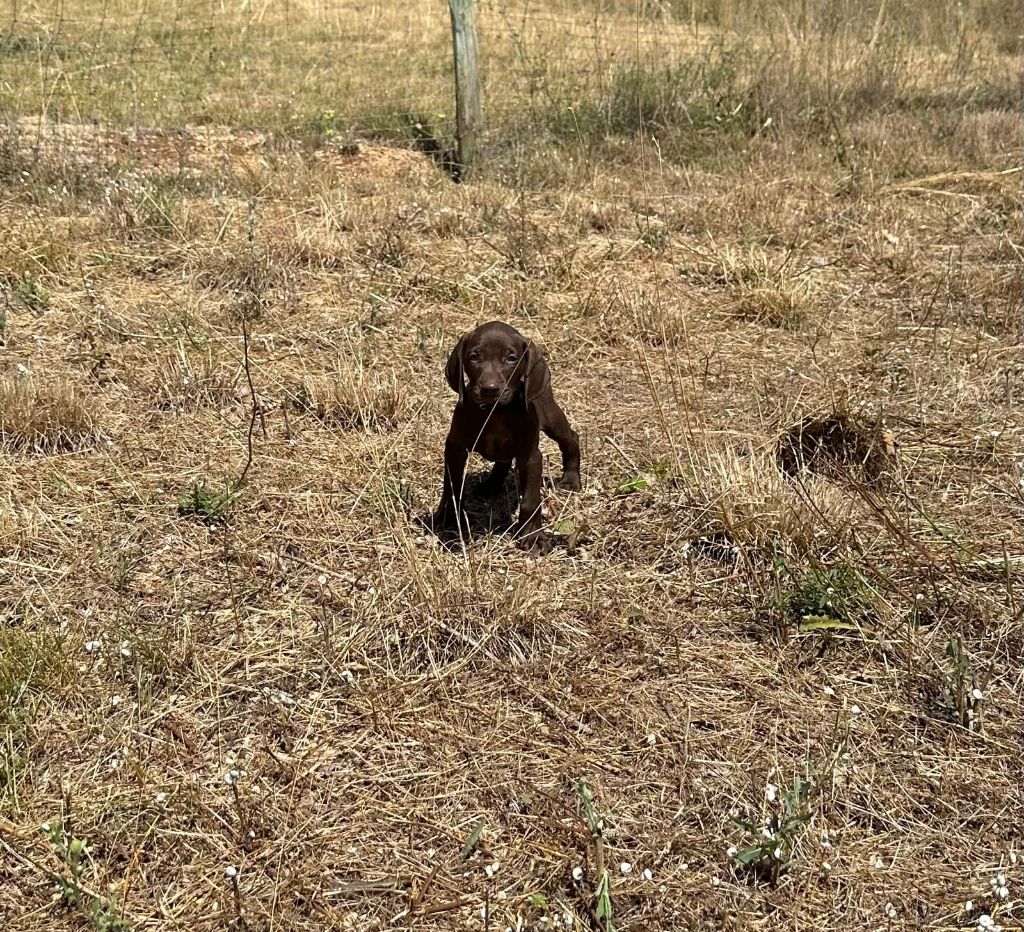 de l'etang du vert - Chiot disponible  - Braque allemand à poil court