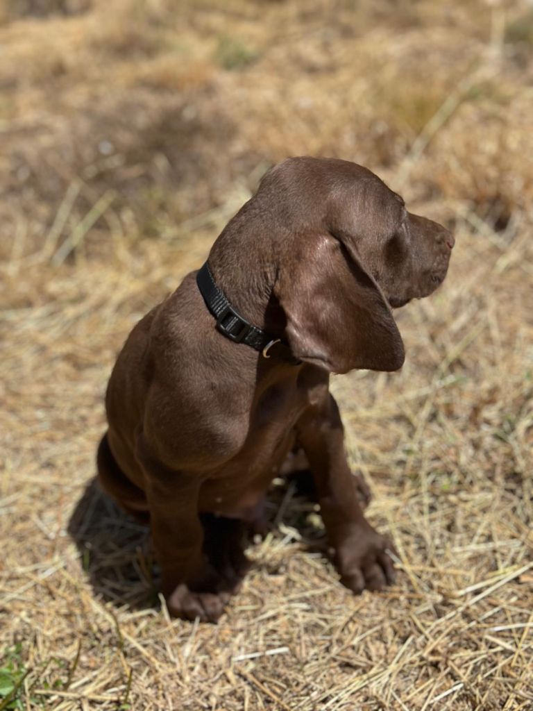 de l'etang du vert - Chiot disponible  - Braque allemand à poil court