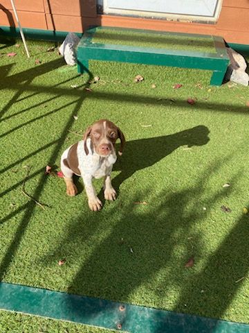 de l'etang du vert - Chiot disponible  - Braque français, type Pyrenees (petite taille)