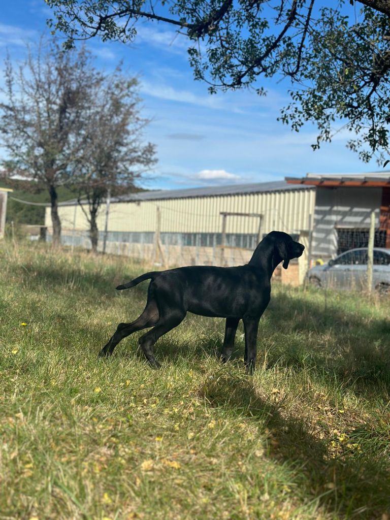 de l'etang du vert - Chiot disponible  - Braque allemand à poil court