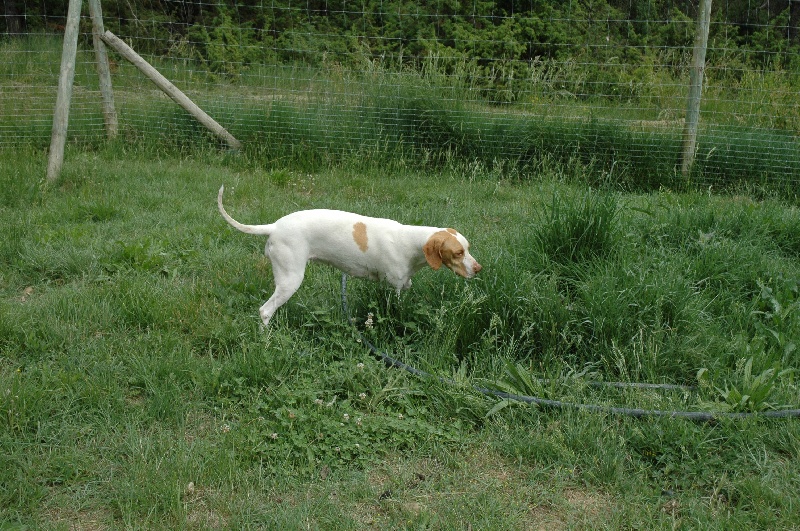 Calypso de l'etang du vert
