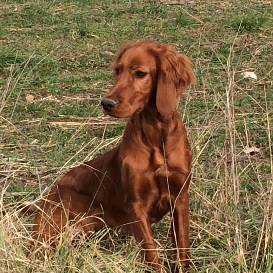 Lyrka de l'etang du vert