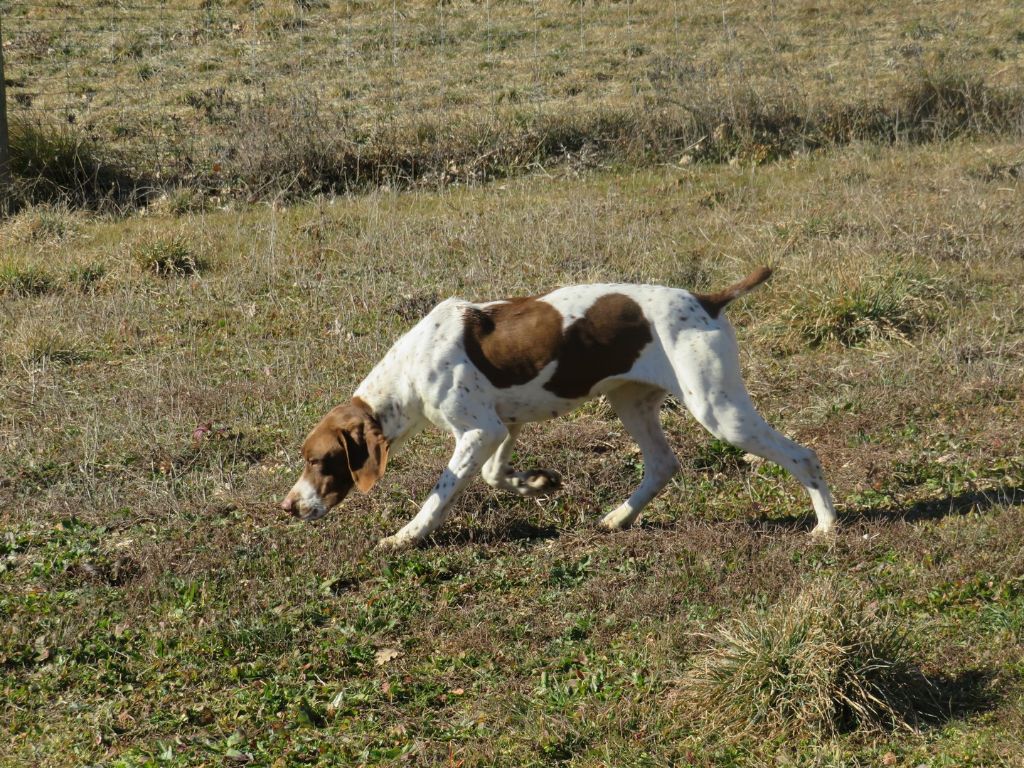 Naelle de l'etang du vert