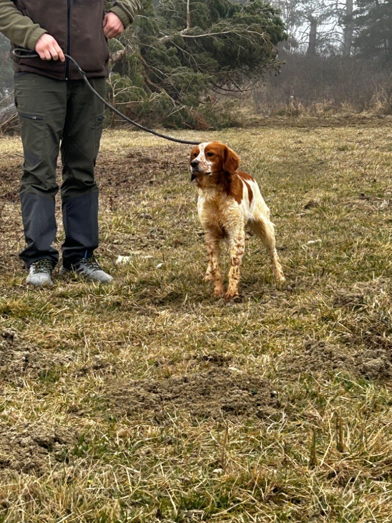 Uggy de l'etang du vert