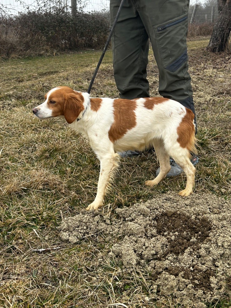 Thelma de l'etang du vert