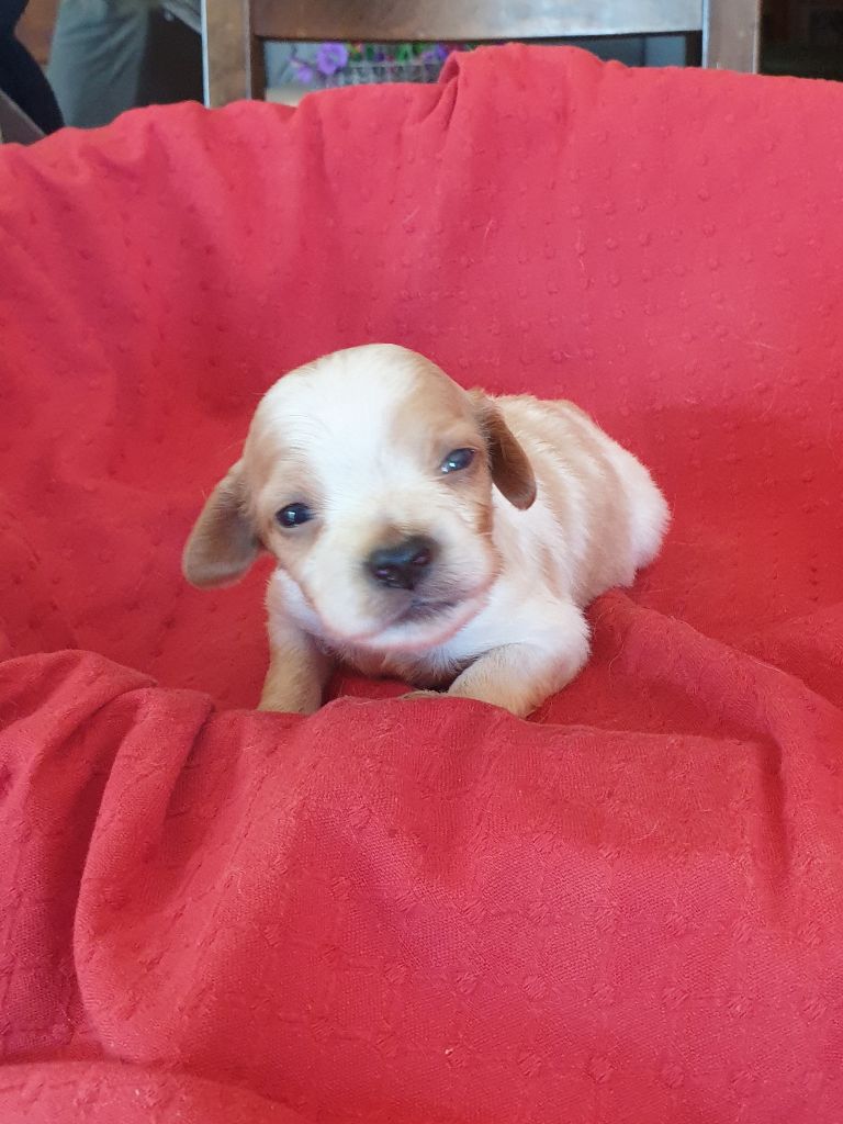 de l'etang du vert - Chiots disponibles - Epagneul Breton