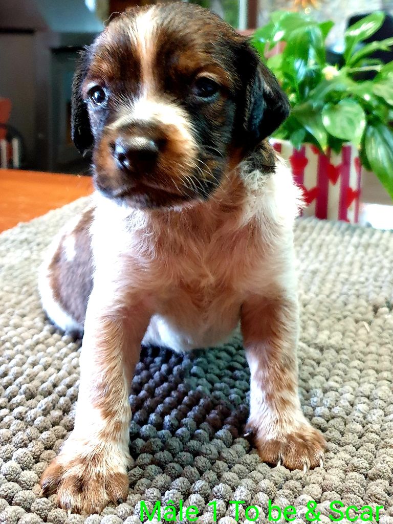 de l'etang du vert - Chiots disponibles - Epagneul Breton