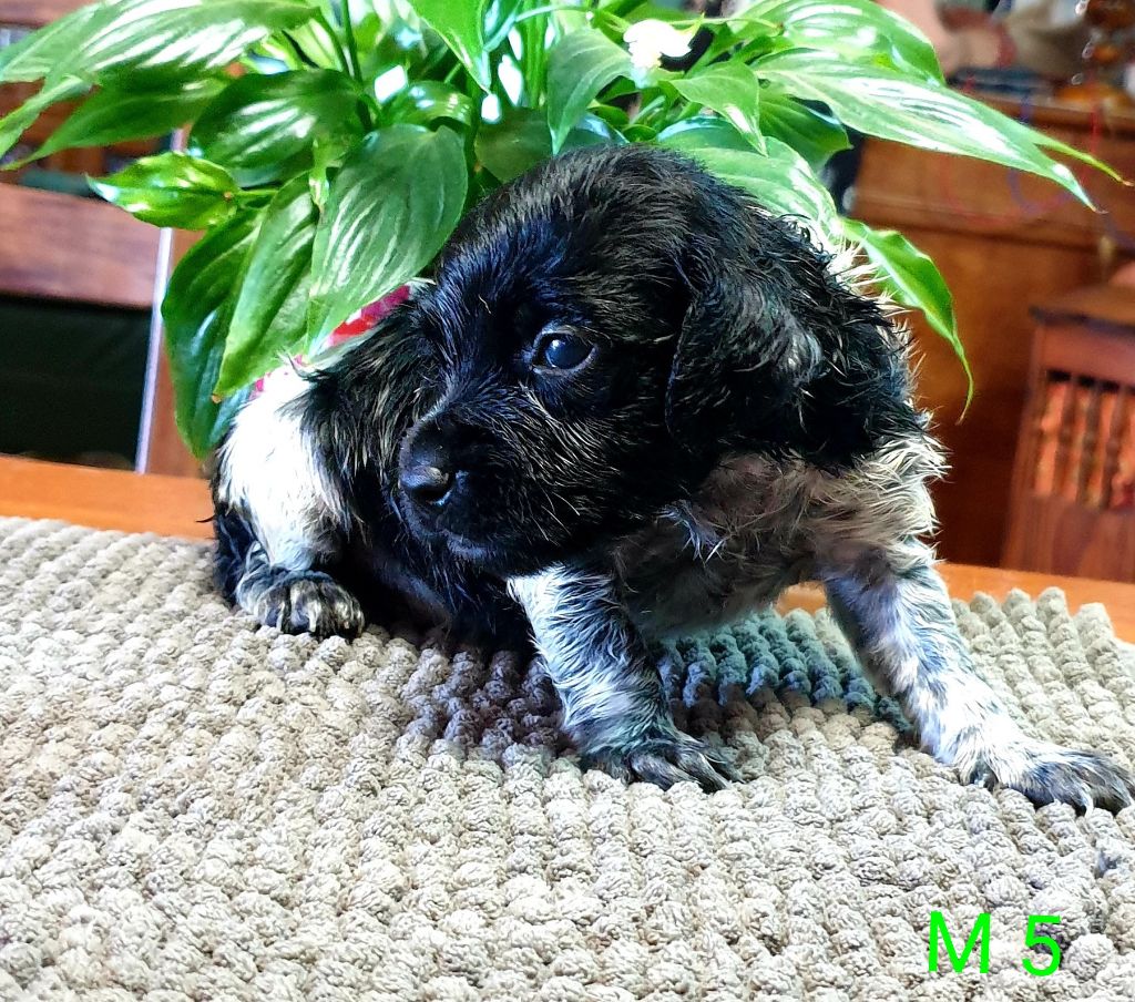 de l'etang du vert - Chiots disponibles - Epagneul Breton