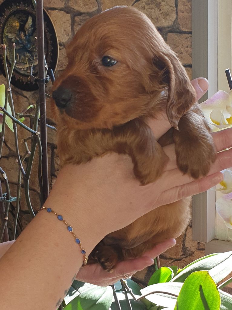 de l'etang du vert - Chiots disponibles - Setter irlandais rouge