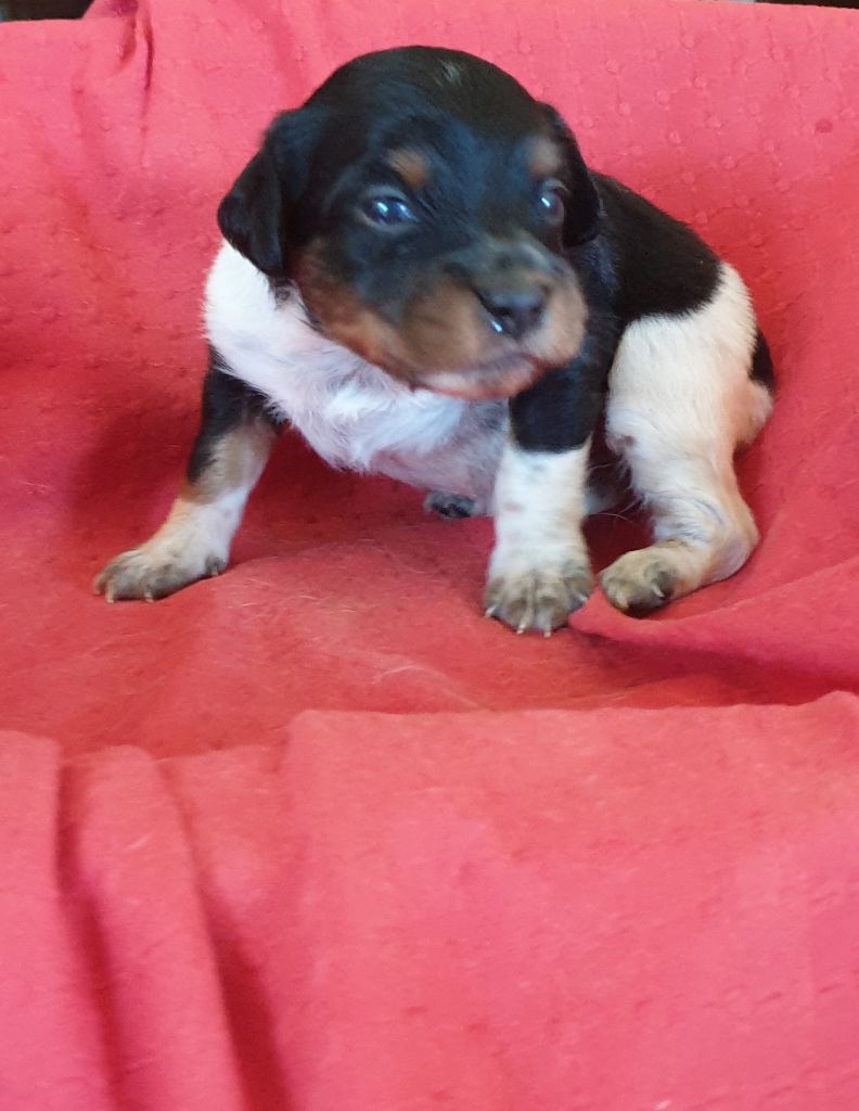 de l'etang du vert - Chiots disponibles - Epagneul Breton