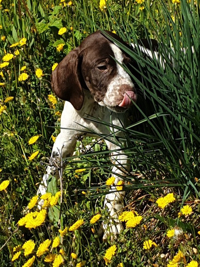 de l'etang du vert - Chiots disponibles - Braque français, type Pyrenees (petite taille)