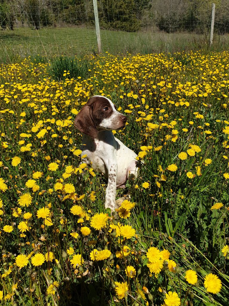 de l'etang du vert - Chiots disponibles - Braque français, type Pyrenees (petite taille)
