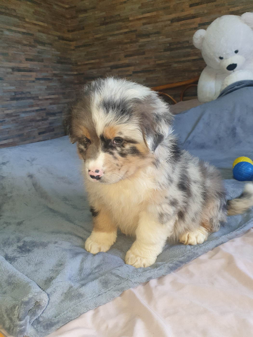 de l'etang du vert - Chiots disponibles - Berger Australien