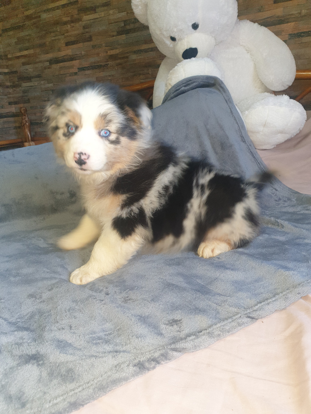 de l'etang du vert - Chiots disponibles - Berger Australien