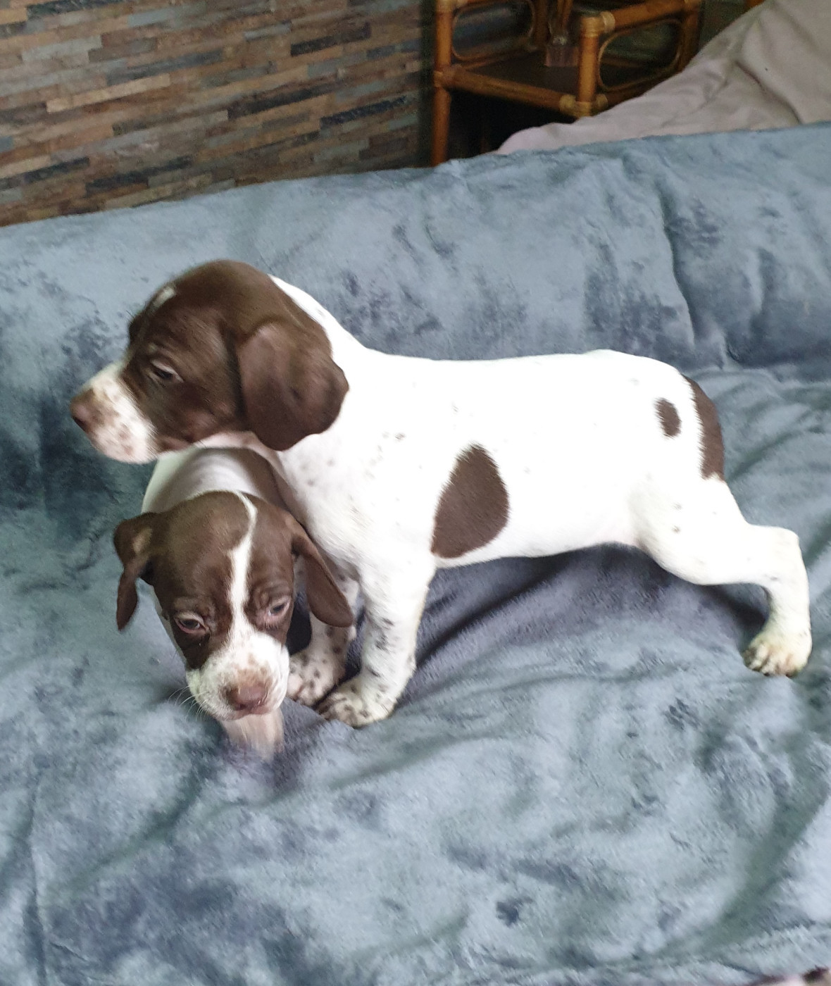 de l'etang du vert - Chiots disponibles - Braque français, type Pyrenees (petite taille)