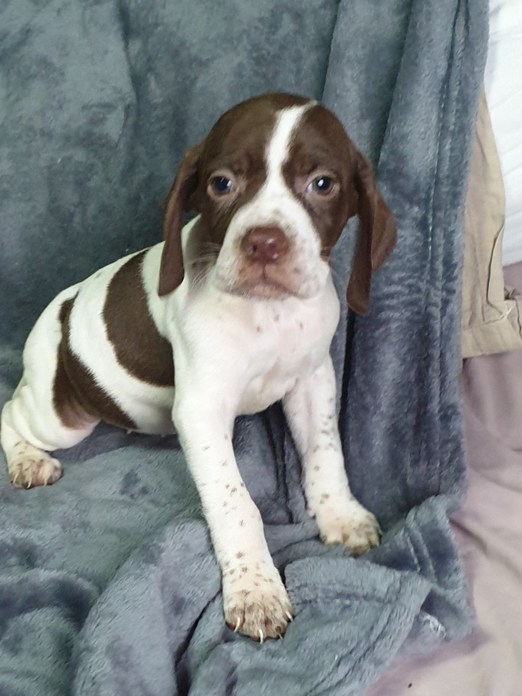 de l'etang du vert - Chiots disponibles - Braque français, type Pyrenees (petite taille)