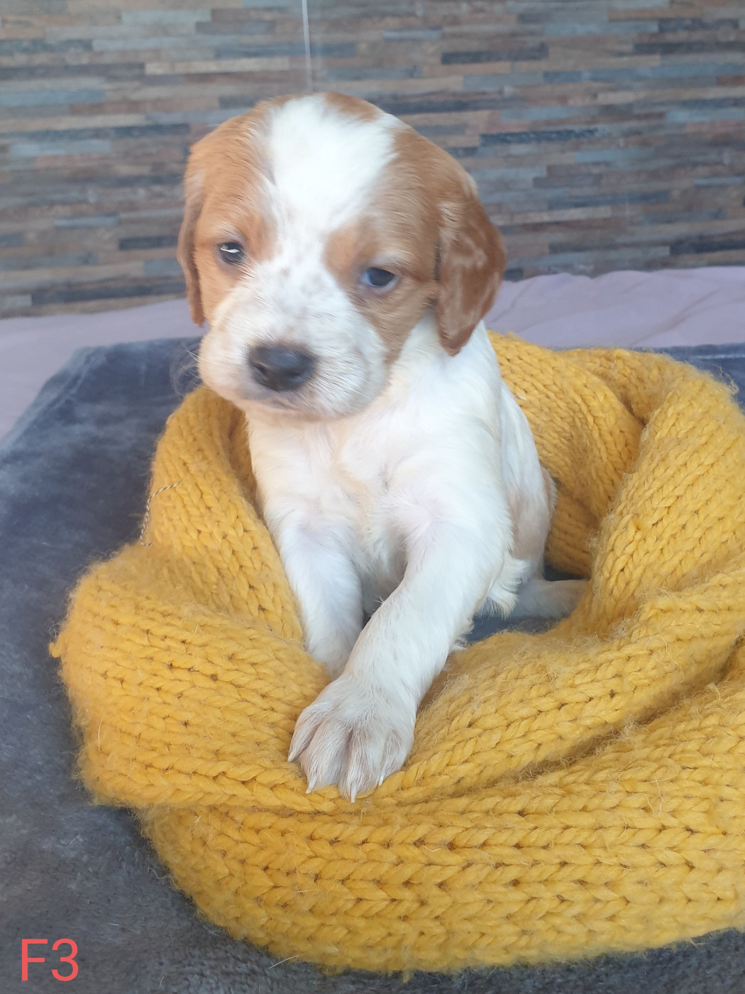 de l'etang du vert - Chiots disponibles - Epagneul Breton