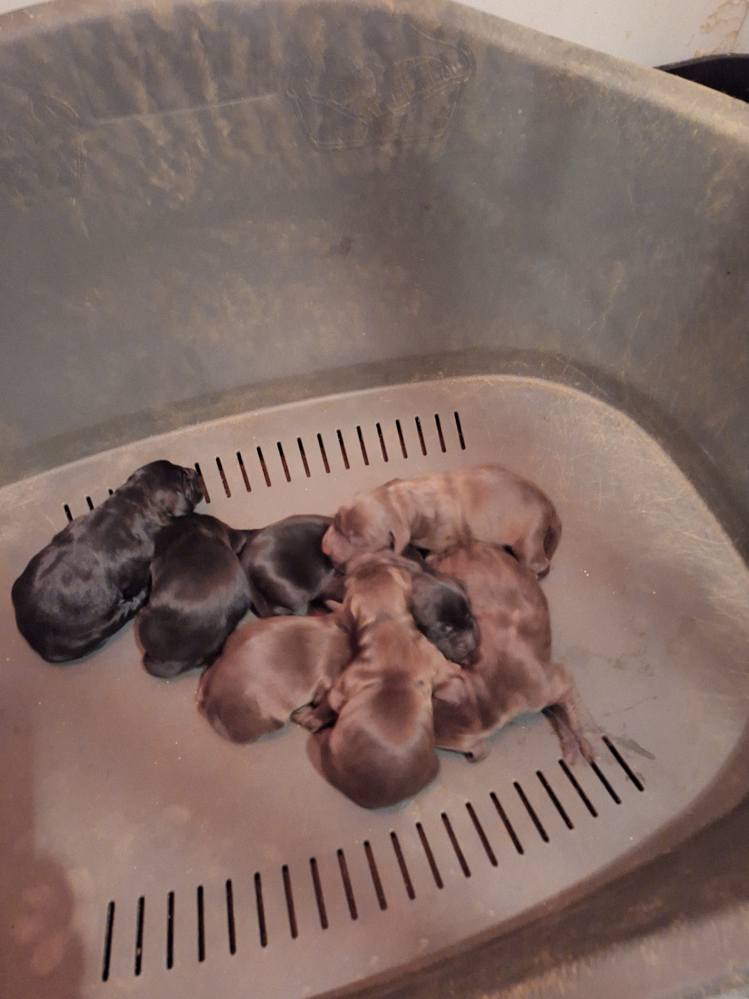 Chiot Braque allemand à poil court de l'etang du vert