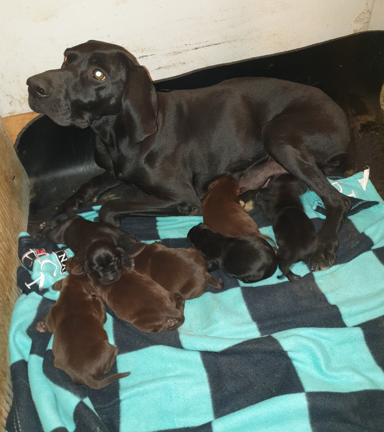 de l'etang du vert - Chiots disponibles - Braque allemand à poil court