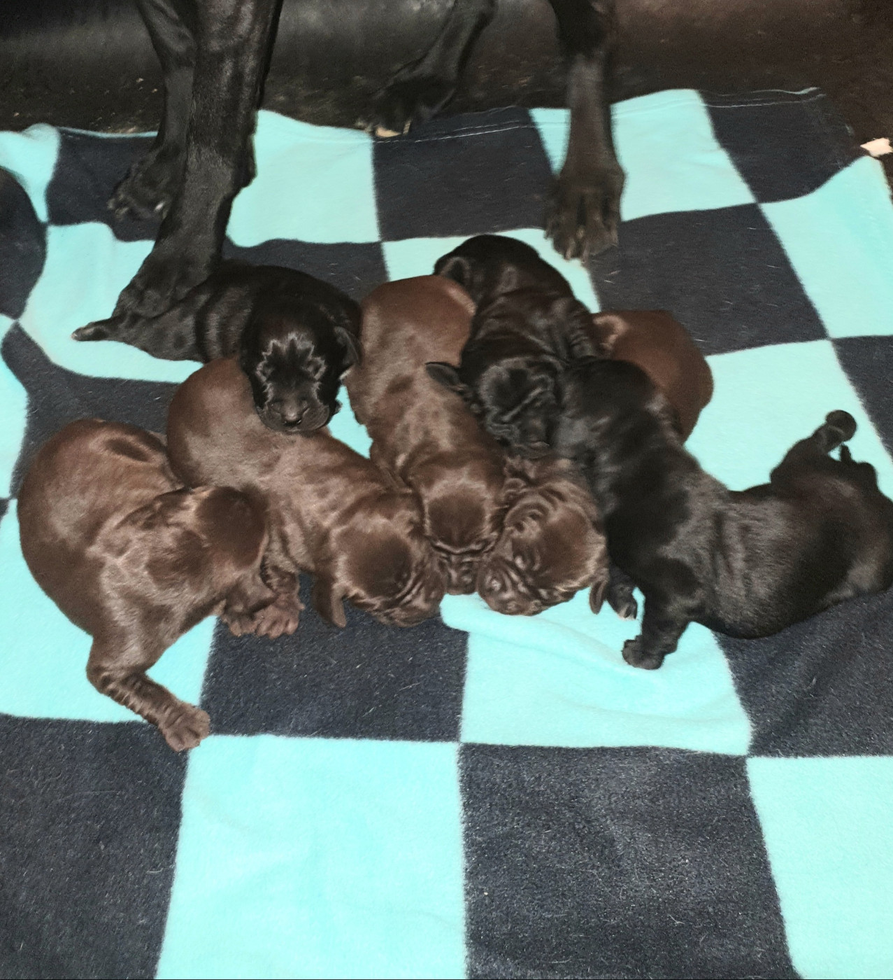 de l'etang du vert - Chiots disponibles - Braque allemand à poil court