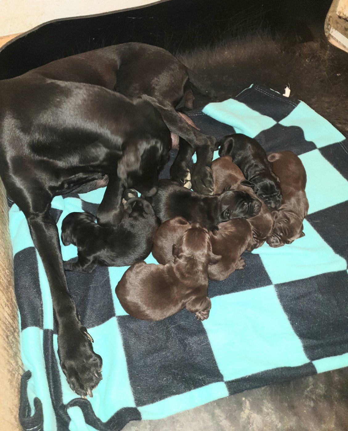 de l'etang du vert - Chiots disponibles - Braque allemand à poil court