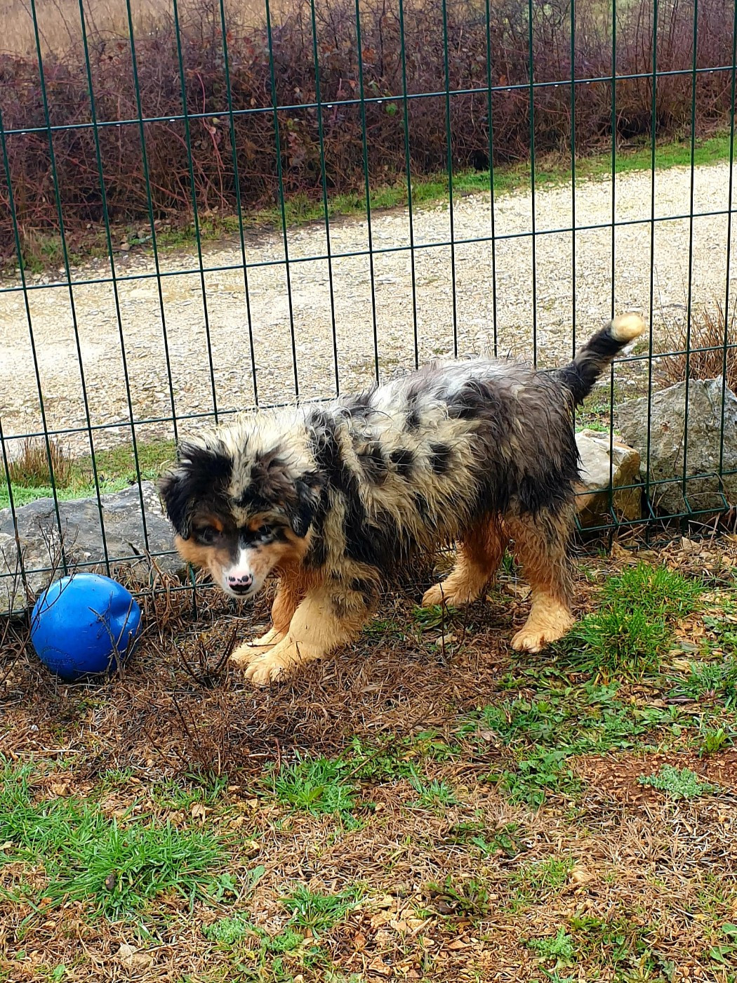de l'etang du vert - Chiots disponibles - Berger Australien